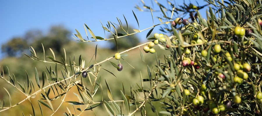 Discovering olive oil tourism