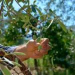 Olive harvesting season: When is the best time to harvest?