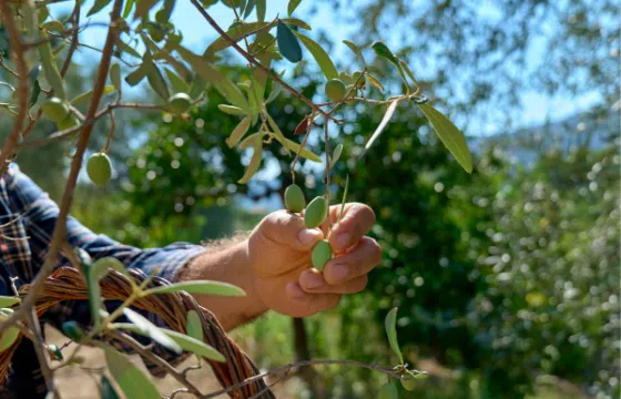 Olive harvesting season: When is the best time to harvest?