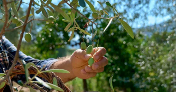 Olive harvesting season: When is the best time to harvest?