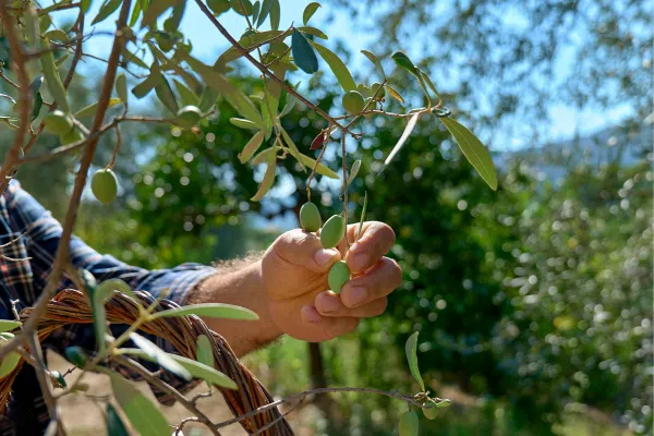 Olive harvesting season: When is the best time to harvest?