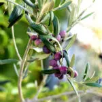 How Arbequina Olive Oil Spread from Spain to the World