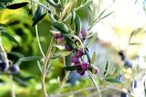 arbequina olives