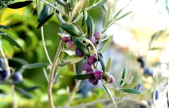 How Arbequina Olive Oil Spread from Spain to the World