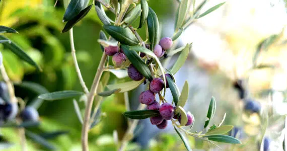 How Arbequina Olive Oil Spread from Spain to the World
