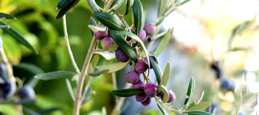How Arbequina Olive Oil Spread from Spain to the World