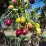 Picual Olive Oil: Origins and Characteristics