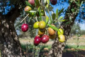 picual olives