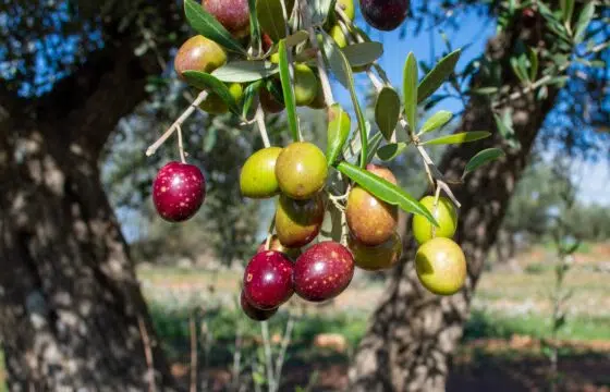 Picual Olive Oil: Origins and Characteristics