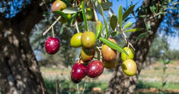 Picual Olive Oil: Origins and Characteristics
