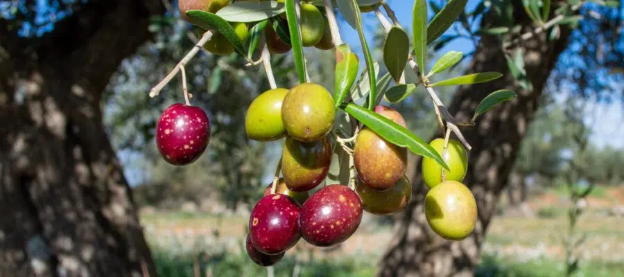 Picual Olive Oil: Origins and Characteristics